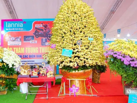 Chiêm ngưỡng chậu lan hồ điệp khổng lồ trị giá gần 1 tỷ ở Hà Nội