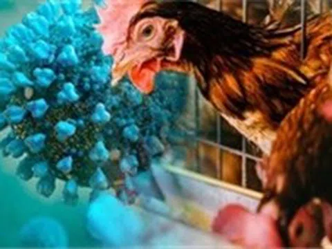 Hàn Quốc ghi nhận thêm trường hợp cúm gia cầm độc lực cao