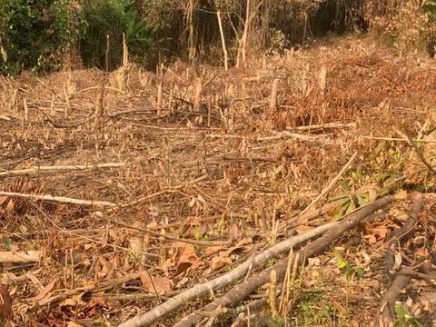 Một người bị phạt 37,5 triệu đồng vì phá rừng trái pháp luật