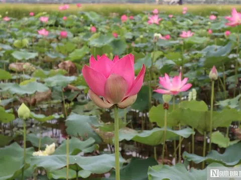 Tháng Năm về, ngắm hoa sen bình dị ở quê Bác
