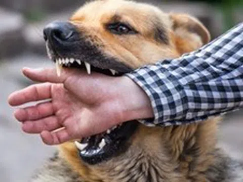 Cảnh báo nguy cơ bệnh dại gia tăng bởi thời tiết nắng nóng