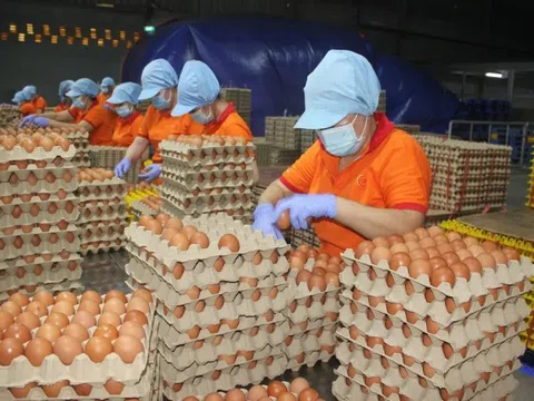 Đề nghị xác minh, xử lý nghiêm việc bịa đặt về trứng gà giả khiến người nông dân điêu đứng