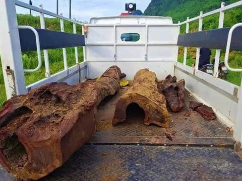 Vụ phát hiện gỗ dưới lòng sông: Giám định có phải sưa quý hiếm không?