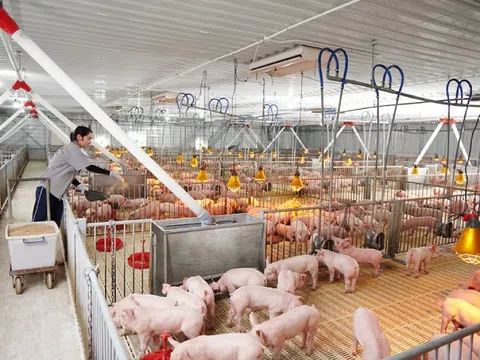 Doanh nghiệp chăn nuôi bội thu quý I nhờ giá heo tăng cao