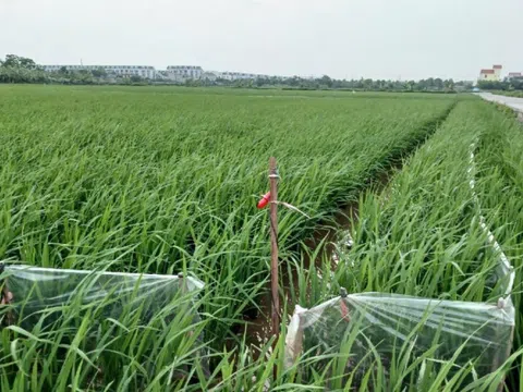 Dùng điện bẫy chuột khiến 1 người tử vong, chủ ruộng bị tạm giữ