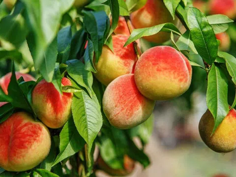 Khám phá sản vật miền Bắc Việt Nam (Kỳ 8): Hồng không hạt Bảo Lâm, đào Mẫu Sơn, quýt vàng Bắc Sơn