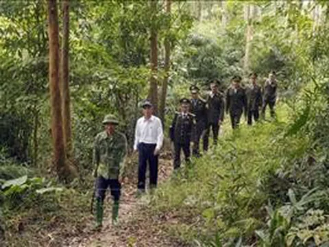 Việt Nam thuộc nhóm 'rủi ro thấp' trong Quy định chống phá rừng của EU