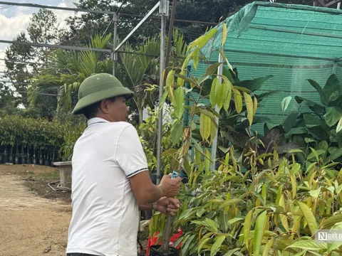 Sốt cây giống cà phê: “Vàng thau lẫn lộn”, người trồng cần cẩn trọng