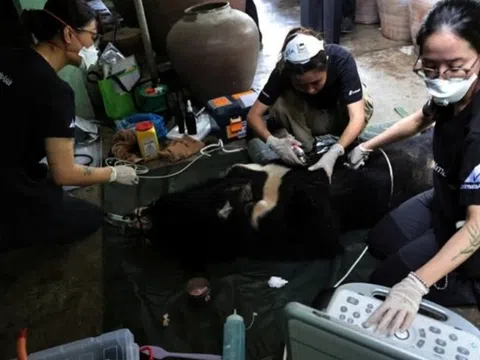 Nghệ An: Chuyển giao cá thể gấu ngựa hơn 20 năm tuổi cho Trung tâm Cứu hộ gấu Việt Nam