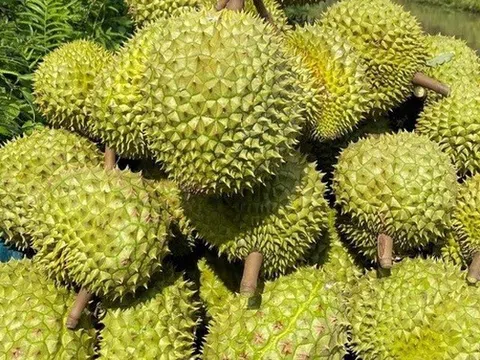 Thủ tướng yêu cầu thống nhất quy trình, “mở đường” cho sầu riêng Việt sang Trung Quốc