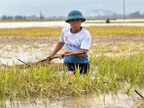 Hà Tĩnh: Hàng nghìn tấn lúa thiệt hại do lũ dâng