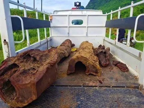 Vụ phát hiện gỗ dưới lòng sông: Giám định có phải sưa quý hiếm không?