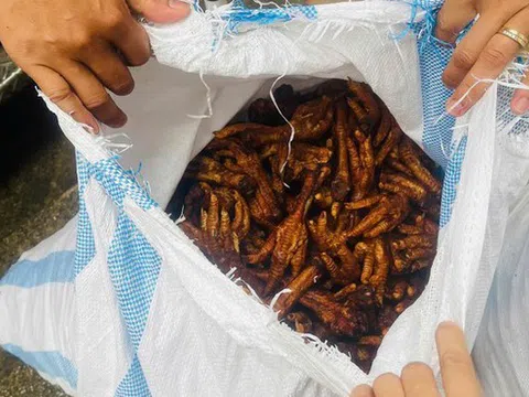 Bắt giữ 1,4 tấn chân gà bị mốc hỏng đang đưa về Hà Nội tiêu thụ
