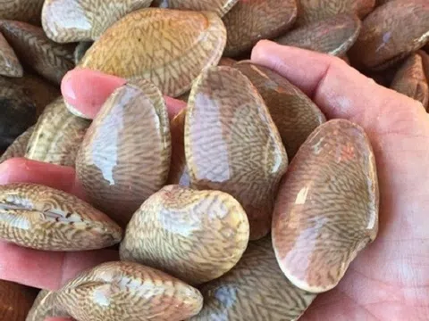 Xuất khẩu nhuyễn thể có vỏ tăng mạnh, mở rộng thị trường sang Trung Quốc