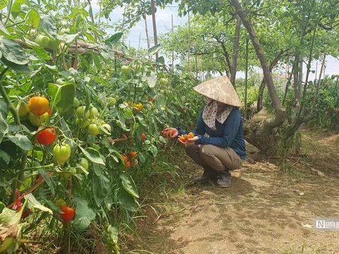 Hải Phòng: Bà con trồng cà chua điêu đứng vì giá rớt “chưa từng thấy”