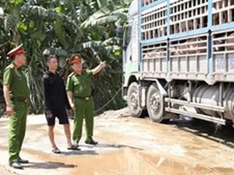 Cao điểm chống buôn lậu: Phát hiện xe tải chở 180 con lợn mắc dịch tả châu Phi đi tiêu thụ
