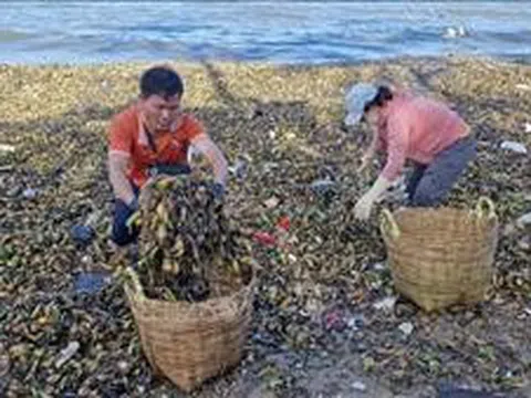 Ra quân nhặt rác làm sạch bãi biển Vũng Tàu