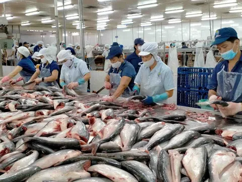 Cá tra Việt Nam lấy lại đà tăng trưởng từ thị trường Trung Quốc
