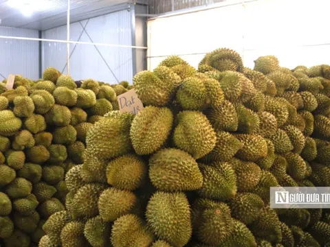 Công an Đắk Lắk vào cuộc bảo vệ thương hiệu sầu riêng Việt