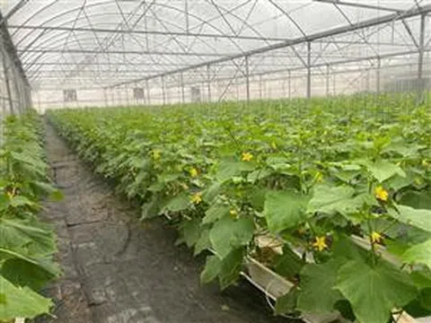 Bắc Ninh phát triển nông nghiệp công nghệ cao