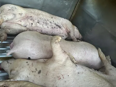 Phát hiện xe ô tô vận chuyển 9 con lợn chết đến cơ sở giết mổ