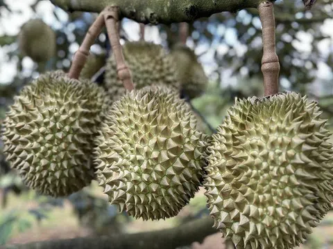 Truy nã kẻ lừa bán sầu riêng, “ẵm” hàng tỷ đồng tiền cọc của nhiều tiểu thương