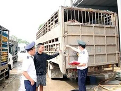 Một ngày phát hiện hai vụ vận chuyển động vật vi phạm quy định an toàn dịch bệnh