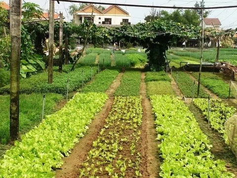 Điều kiện, chi phí tách thửa đất nông nghiệp theo quy định mới nhất nhà nông nên biết