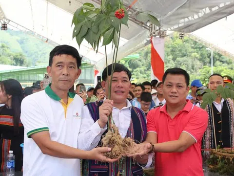 Quảng Nam muốn khẳng định thương hiệu Sâm Ngọc Linh trên bản đồ dược liệu thế giới