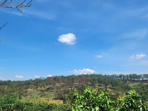 Sở Nội vụ Lâm Đồng đôn đốc xử lý vụ mất 57ha rừng