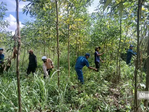 Trồng rừng giữa mùa mưa: Hạt giống sinh kế, lá chắn phòng chống thiên tai