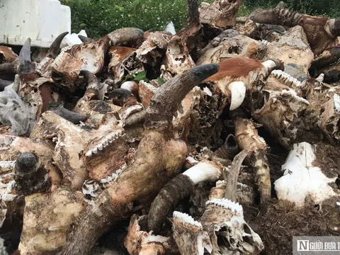 Cận cảnh bãi tập kết hàng nghìn đầu trâu, bò bốc mùi hôi thối giữa thành phố