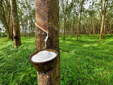 Phát triển Đô thị và Khu công nghiệp Cao su Việt Nam (VRG) dự chi khoảng 91 tỷ đồng trả cổ tức