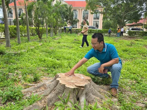 Hàng loạt cây xanh trong khuôn viên xã bị cưa hạ, bán làm củi
