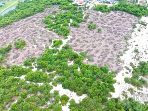 Cận cảnh hiện trường vụ 2,5ha rừng phòng hộ ven biển ở Huế bị cưa hạ