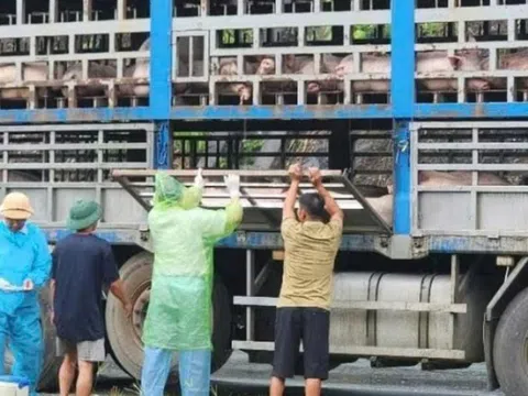 Phú Thọ: Phát hiện ngăn chặn và tiêu hủy 14 tấn lợn bị dịch tả Châu Phi