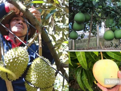 Nâng tầm nông sản Đồng Nai – Kỳ 2: Tái cấu trúc nông nghiệp để vượt "điểm nghẽn"