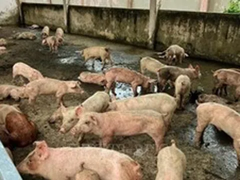 Thái Nguyên khẩn trương phòng chống dịch tả lợn châu Phi