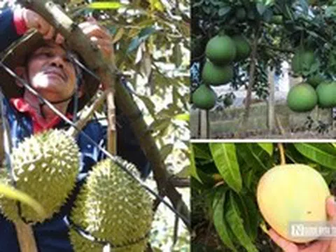 Nâng tầm nông sản Đồng Nai - Kỳ 3: Tư duy mới cho chiến lược nông sản dài hạn