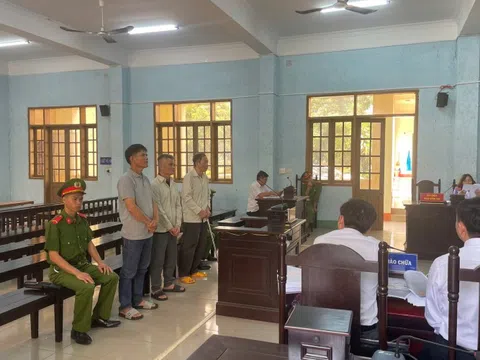 Chủ tịch công ty trồng rừng hầu tòa vì hủy hoại hơn 30.000m² rừng tự nhiên