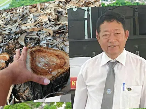 Vụ gần 2,6ha rừng phòng hộ ven biển bị đốn hạ ở Huế: Có dấu hiệu hình sự