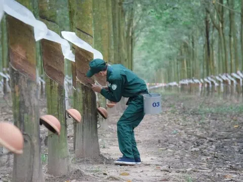 Cao su Tây Ninh (TRC) báo lãi bán niên 2025 tăng gấp 3,7 lần cùng kỳ