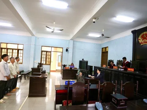 Tuyên án chủ tịch một công ty trồng rừng có hành vi phá rừng