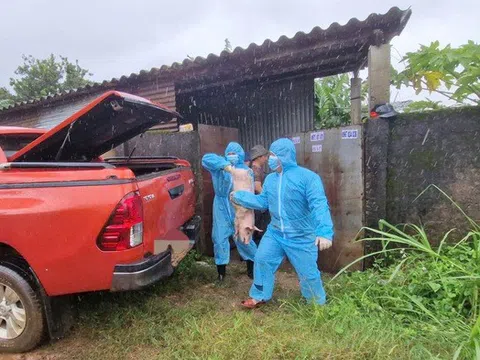 Tiêu hủy đàn lợn nhiễm dịch tả lợn Châu Phi tại Lâm Đồng