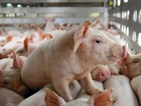Đề xuất triển khai mô hình “chung cư” nuôi lợn tại Việt Nam