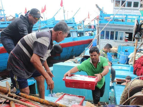 Đà Nẵng hoàn thành xử lý hơn 1.900 tàu cá '3 không'