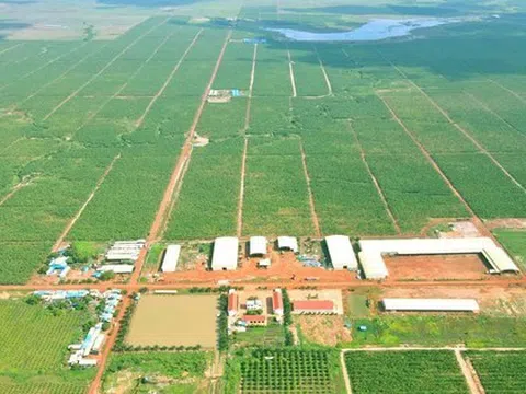 HAGL Agrico (HNG): Lãi gộp không đủ trả lãi vay, tiếp tục lỗ quý thứ 17
