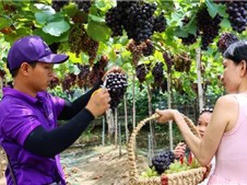 Thích thú tham quan, trải nghiệm vườn nho trĩu quả giữa lòng TP Hồ Chí Minh