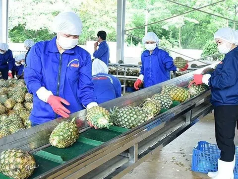Ngành dứa Việt Nam hướng tới mục tiêu tỷ đô: Thách thức và cơ hội