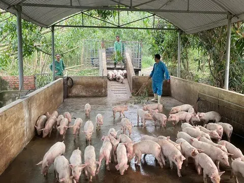 Nguy cơ dịch tả lợn châu Phi lan rộng ở Hà Tĩnh vì người dân vứt xác lợn bừa bãi